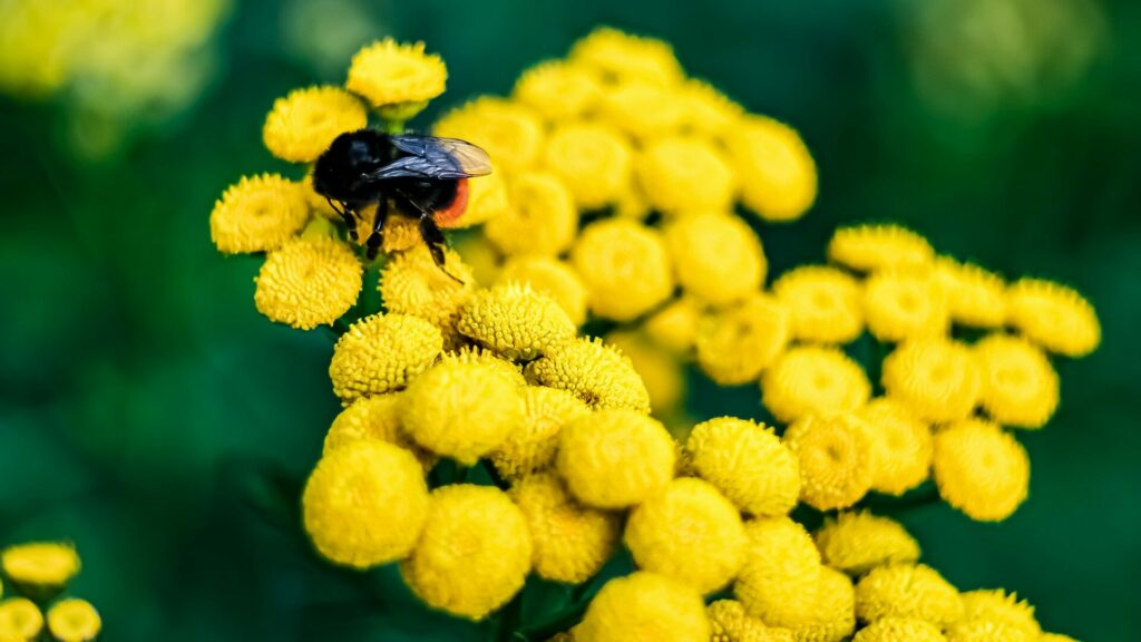 DesignOps-abeille-fleurs