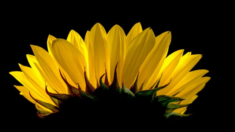 Les 4 points cardinaux du Manager Agile