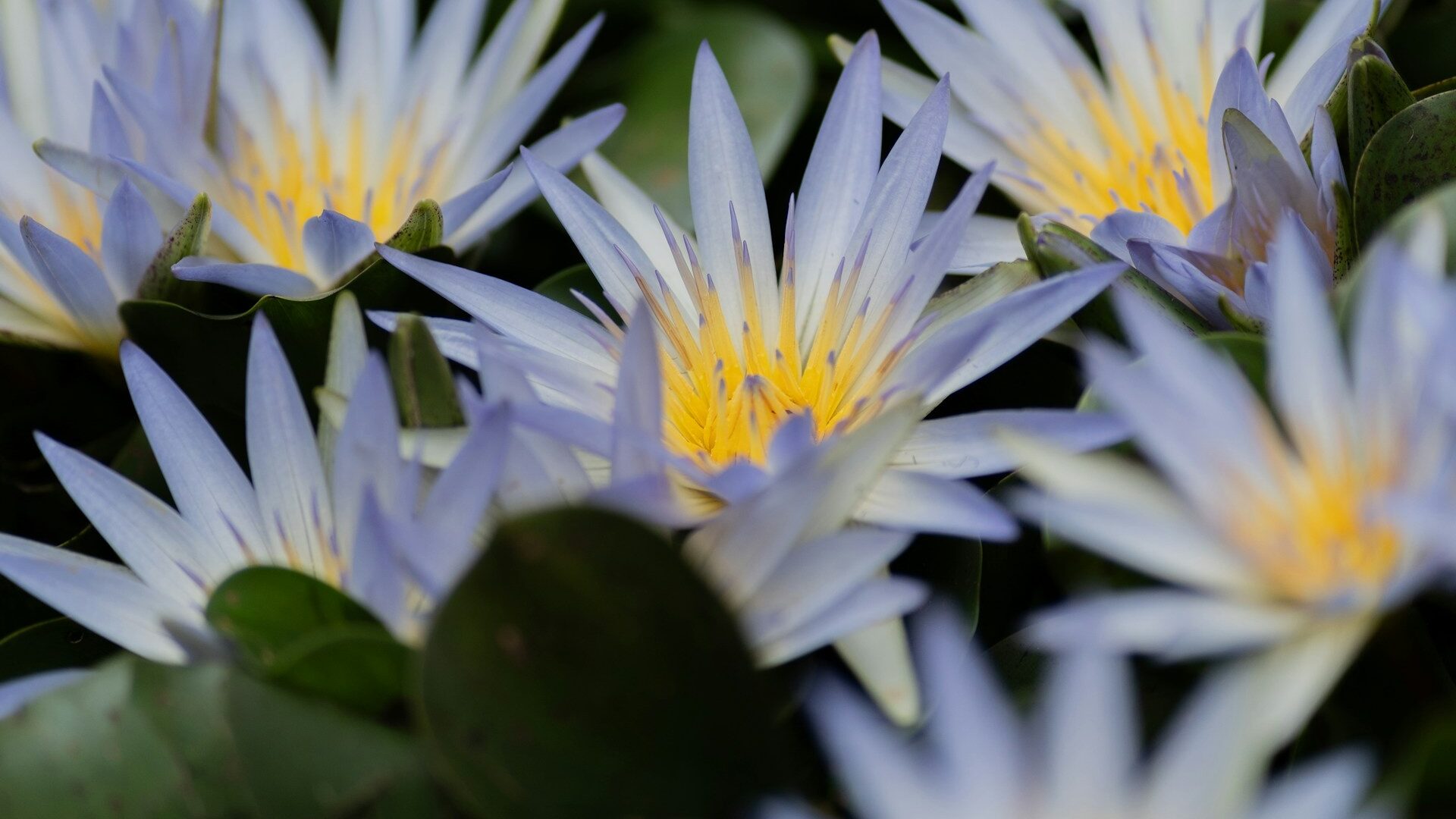 Epic Owner : rôle clé pour traduire une stratégie en solutions à forte valeur