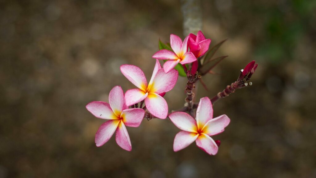 SG : quand le leadership devient la 1ère brique du changement culturel !