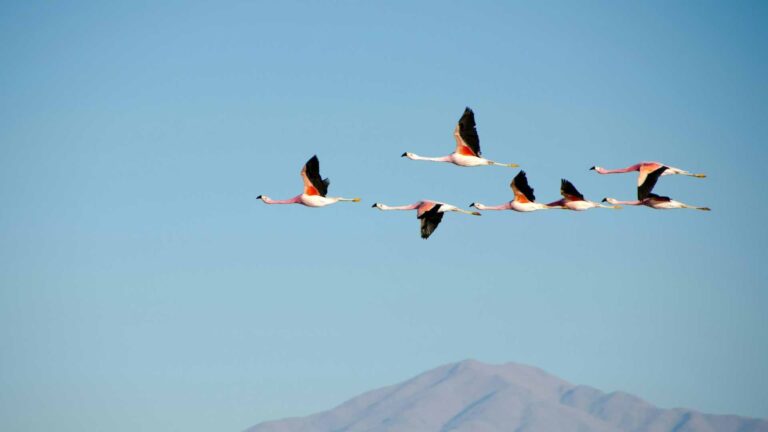 Acculturation Agile : comment convaincre en interne ?