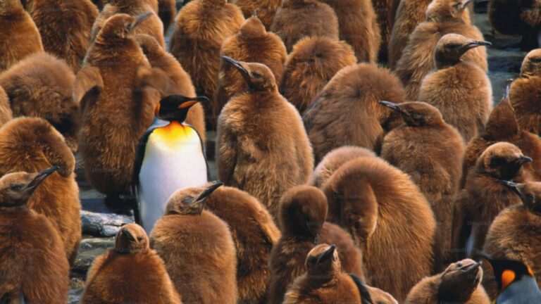 De Manager Coach à Architecte culturel : construire des équipes durables !