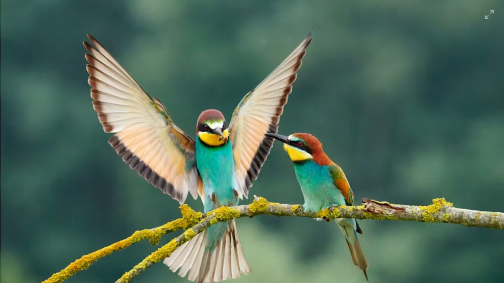 Epic Owner : comment dimensionner son rôle ?  