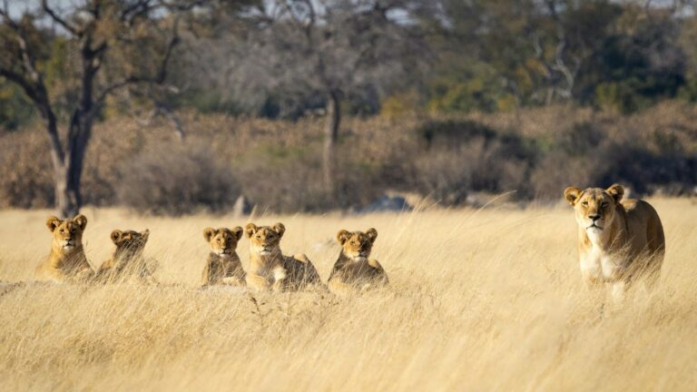 La définition d&rsquo;un leader ? Prendre des décisions et garder le cap !