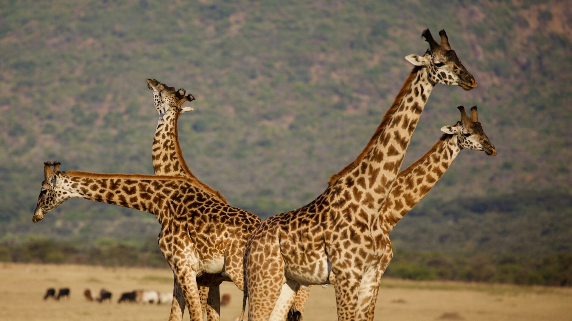 Quelle posture pour faire grandir votre équipe ?