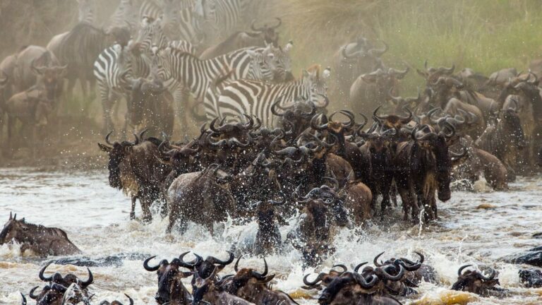 Guide pratique pour lancer un LPM 