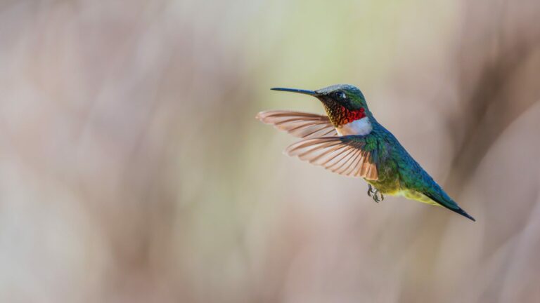 Un nouvel élan pour inspearit