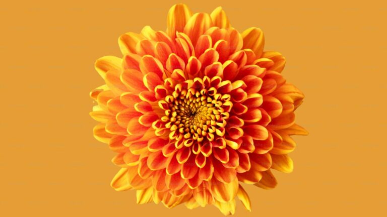 inspearit, partenaire officiel de Scaled Agile pour les formations AI-Native 