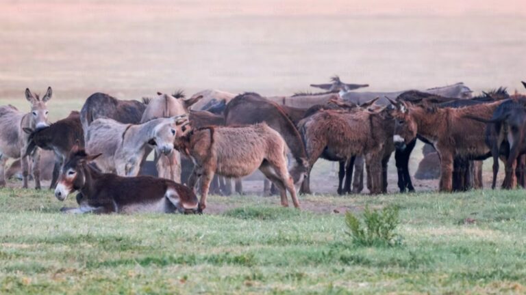 Cross-Portfolio Sync : quand 11 trains LPM s&rsquo;alignent !