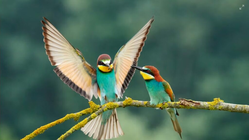 colibri